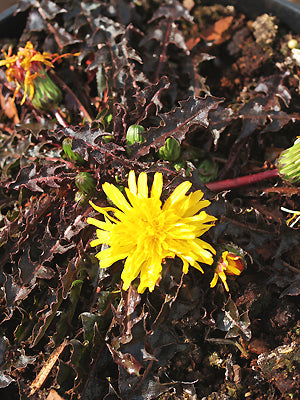 TARAXACUM FAEROENSE