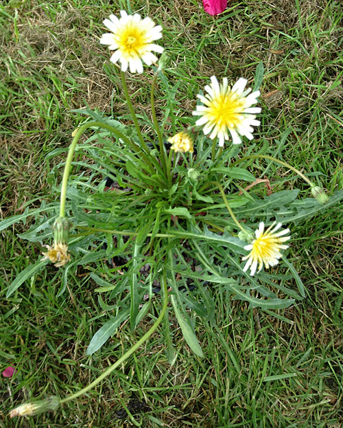 TARAXACUM SP. EX MONGOLIA SR 1/14, 4/49