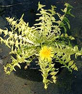 TARAXACUM OFFICINALE variegated