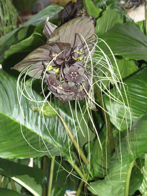 TACCA CHANTRIEREI