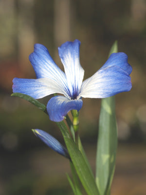 TECOPHILAEA CYANOCROCUS