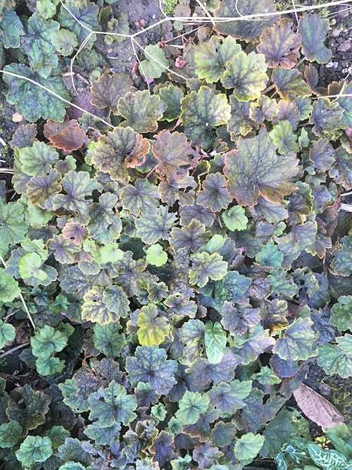 TELLIMA GRANDIFLORA 'PURPURTEPPICH'