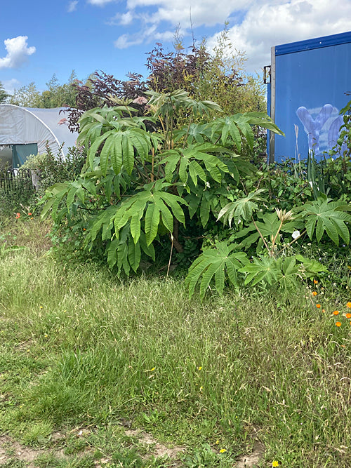 TETRAPANAX PAPYRIFERA CHANNELED LEAF