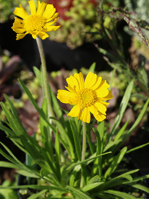 TETRANEURIS SCAPOSA