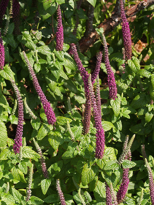 TEUCRIUM HIRACANICUM