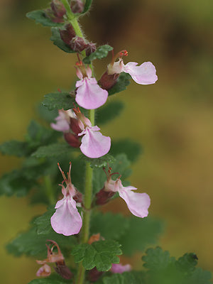 TEUCRIUM x LUCIDRYS 'PAIN DE SUCRE'