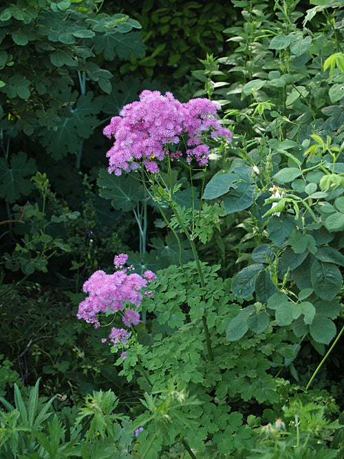THALICTRUM AQUILEGIFOLIUM