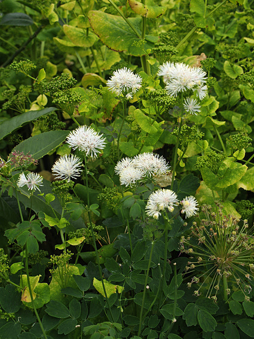 THALICTRUM AQUILEGIFOLIUM 'SPARKLER'