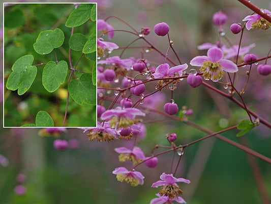 THALICTRUM DELAVAYI var.DECORUM