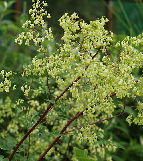THALICTRUM DASYCARPUM dark leaf