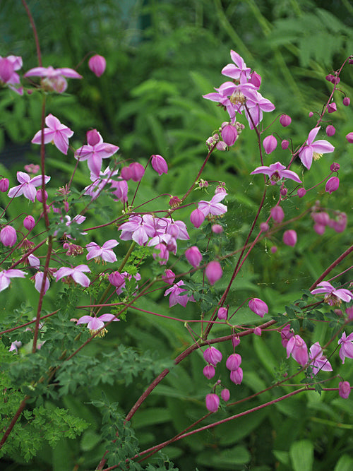 THALICTRUM DELAVAYI var.ACUMINATUM