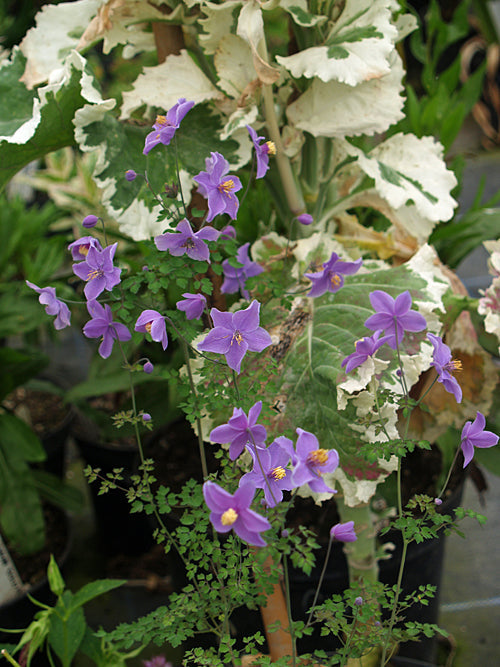 THALICTRUM DIFFUSIFLORUM