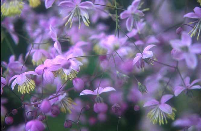 Thalictrum delavayi | Chinese Meadow Rue