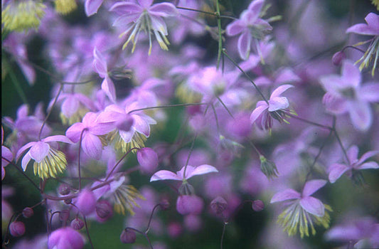 Thalictrum delavayi | Chinese Meadow Rue