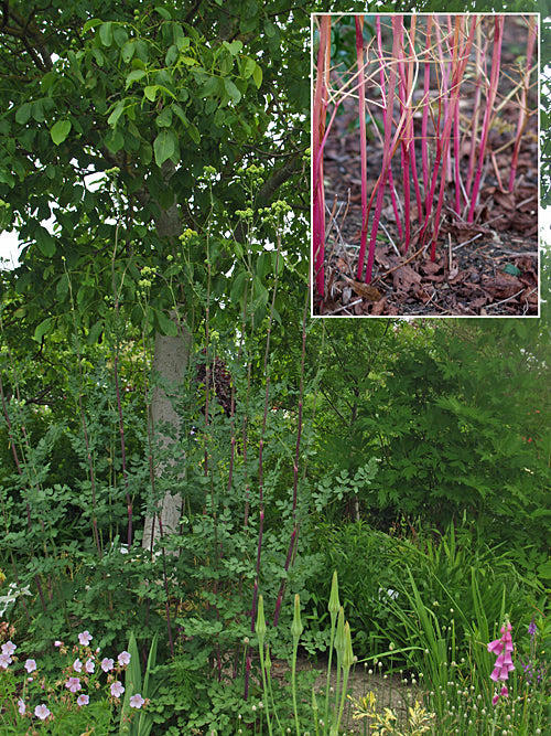 THALICTRUM 'TUKKER PRINCESS'