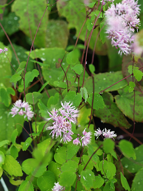 THALICTRUM FILAMENTOSUM