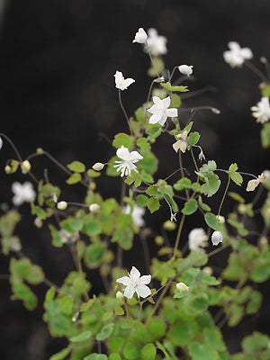 THALICTRUM GRANDIDENTATUM