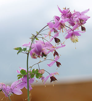 THALICTRUM GRANDIFLORUM