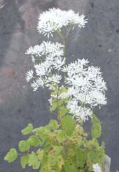 THALICTRUM FILAMENTOSUM var.TENERUM Heronswood Form