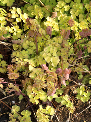 THALICTRUM FLAVUM 'ILLUMINATOR'