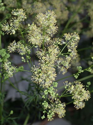 THALICTRUM LUCIDUM