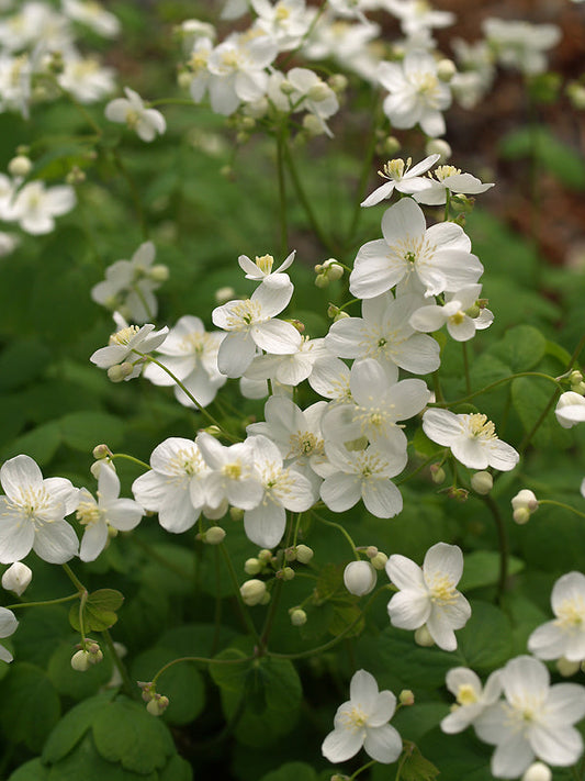 THALICTRUM ORIENTALE JCA 950.603
