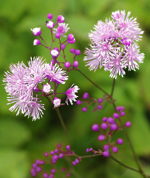 THALICTRUM ACTAEIFOLIUM 'PERFUME STAR'