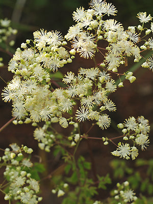 THALICTRUM PUBESCENS