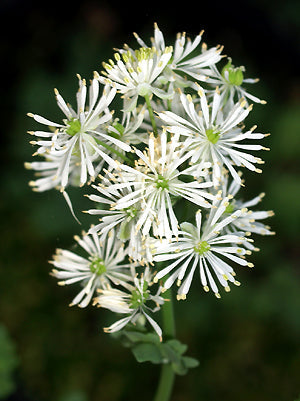 THALICTRUM PETALOIDEUM