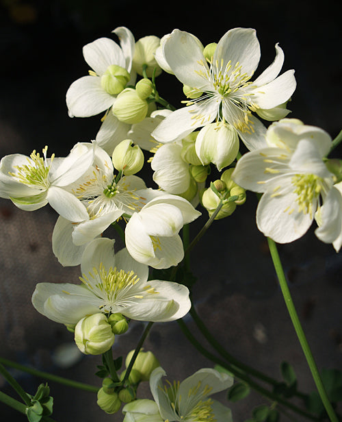THALICTRUM TUBEROSUM 'ROSY HARDY'