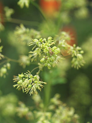 THALICTRUM SP.