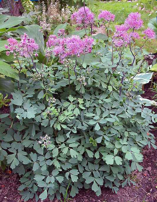 THALICTRUM AQUILEGIFOLIUM 'THUNDERCLOUD'