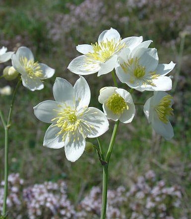 THALICTRUM TUBEROSUM clone 1