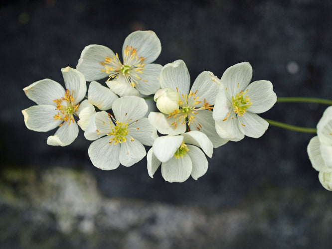 THALICTRUM TUBEROSUM KEW FORM