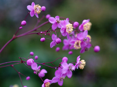 THALICTRUM UCHIYAMAE
