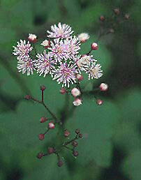 THALICTRUM PUNCTATUM