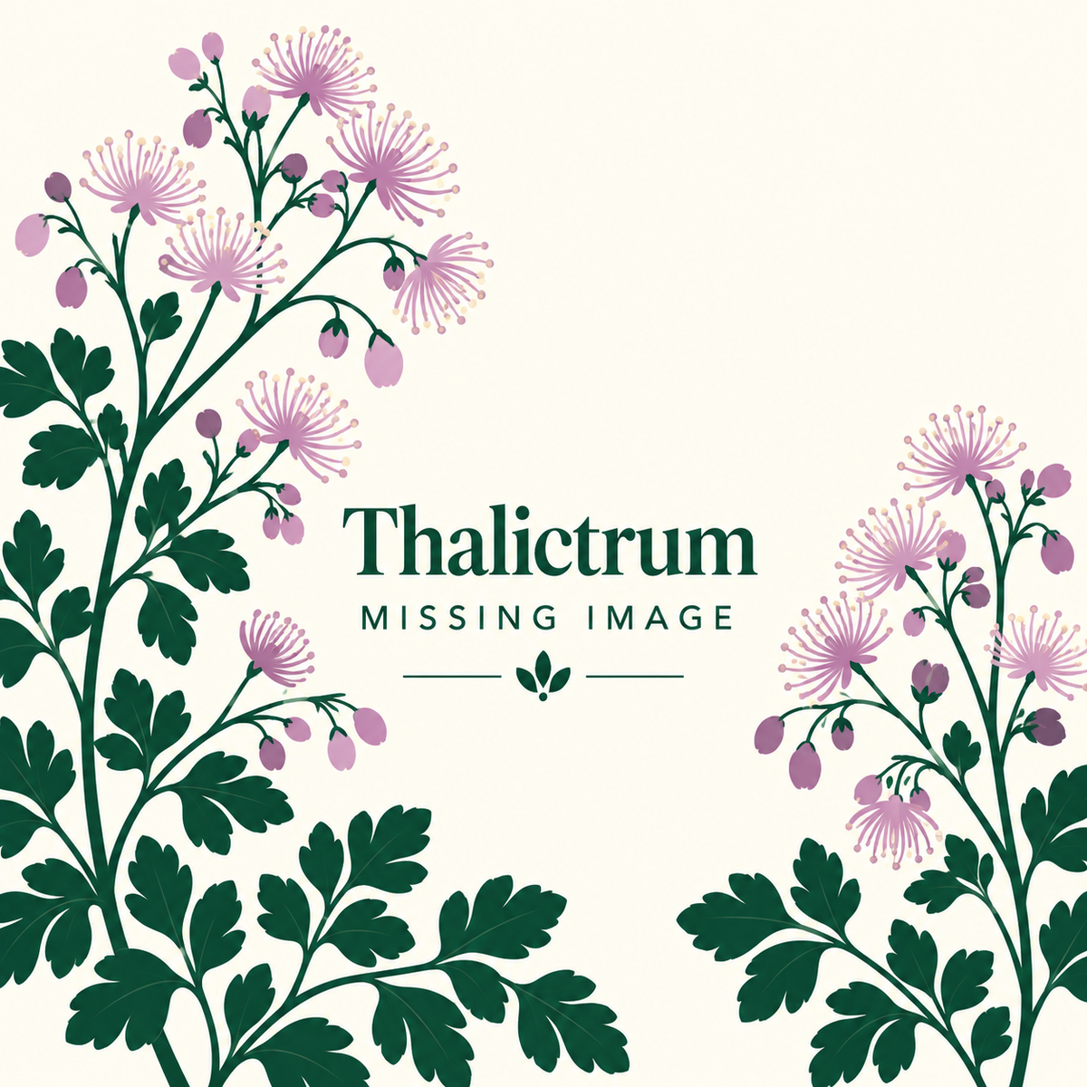 Thalictrum plants for sale