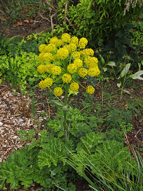 THAPSIA GARGANICA