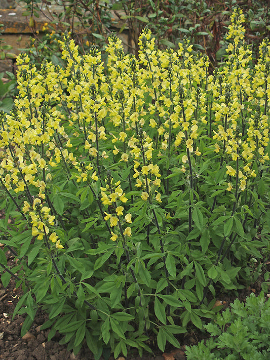 THERMOPSIS LANCEOLATA