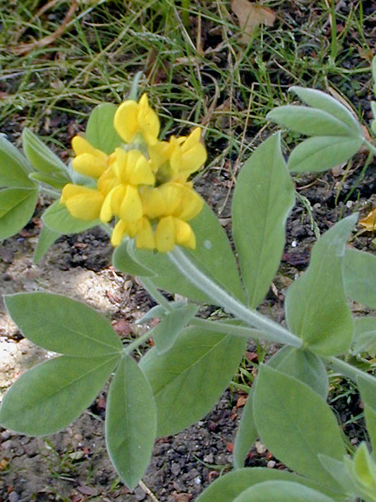 THERMOPSIS MACROPHYLLA var.AGNINA NNS 05-661