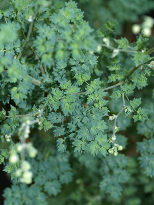 THALICTRUM ISOPYROIDES