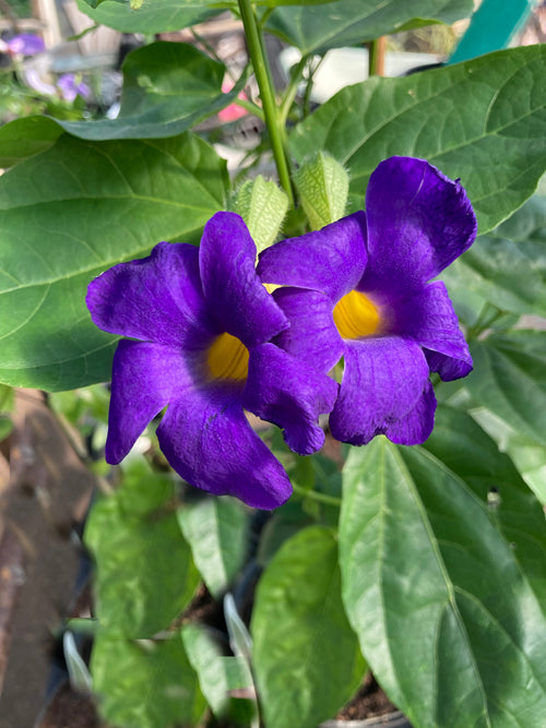 THUNBERGIA BATTISCOMBEI