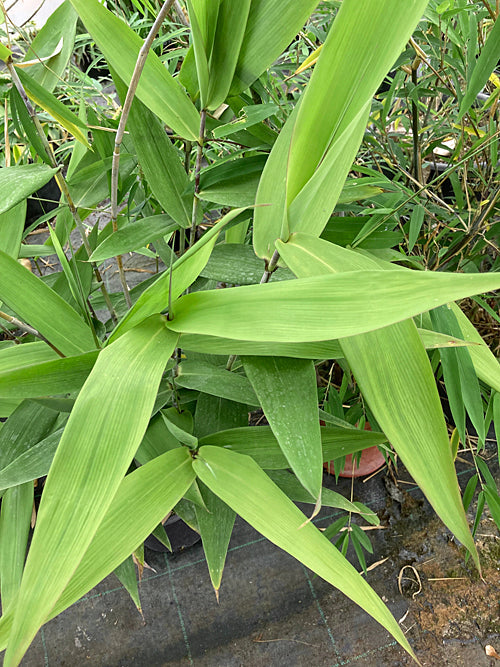 THYSANOLAENA LATIFOLIA