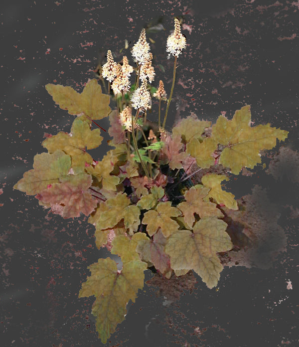TIARELLA WHERRYI 'BRONZE BEAUTY'