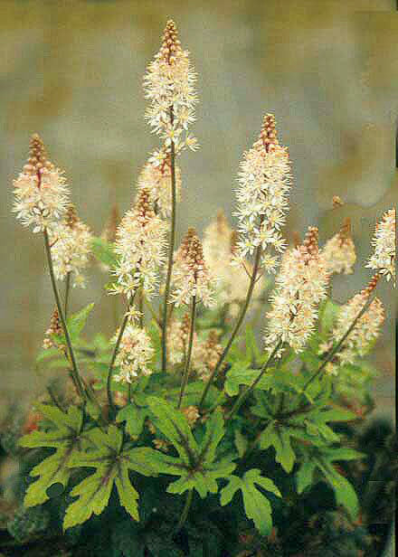 TIARELLA 'MINT CHOCOLATE'