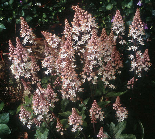 TIARELLA 'PINK BOUQUET'
