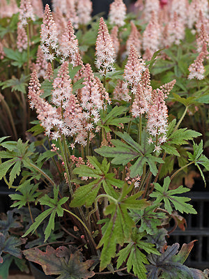 TIARELLA 'PINK SKYROCKET'