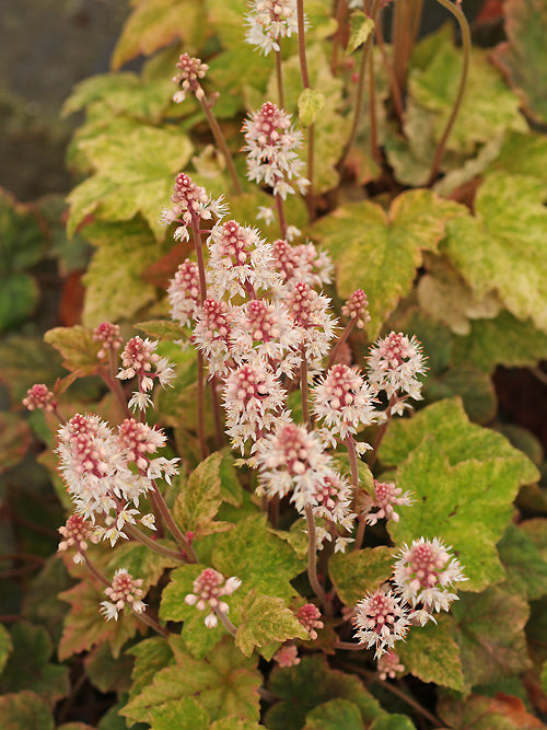 TIARELLA 'SKID'S VARIEGATED'