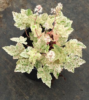 TIARELLA WHERRYI 'HERONSWOOD MIST'