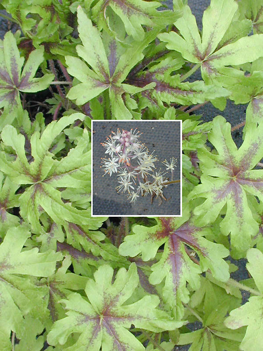 TIARELLA 'INKBLOT'